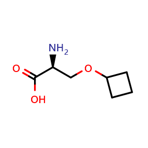 Chemical structure of (2S)-2-amino-3-(cyclobutoxy)propanoic acid , CAS 1509911-79-8, AChemBlock V143953