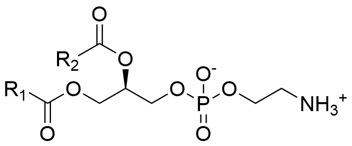 Phosphatidylethanolamine from bovine